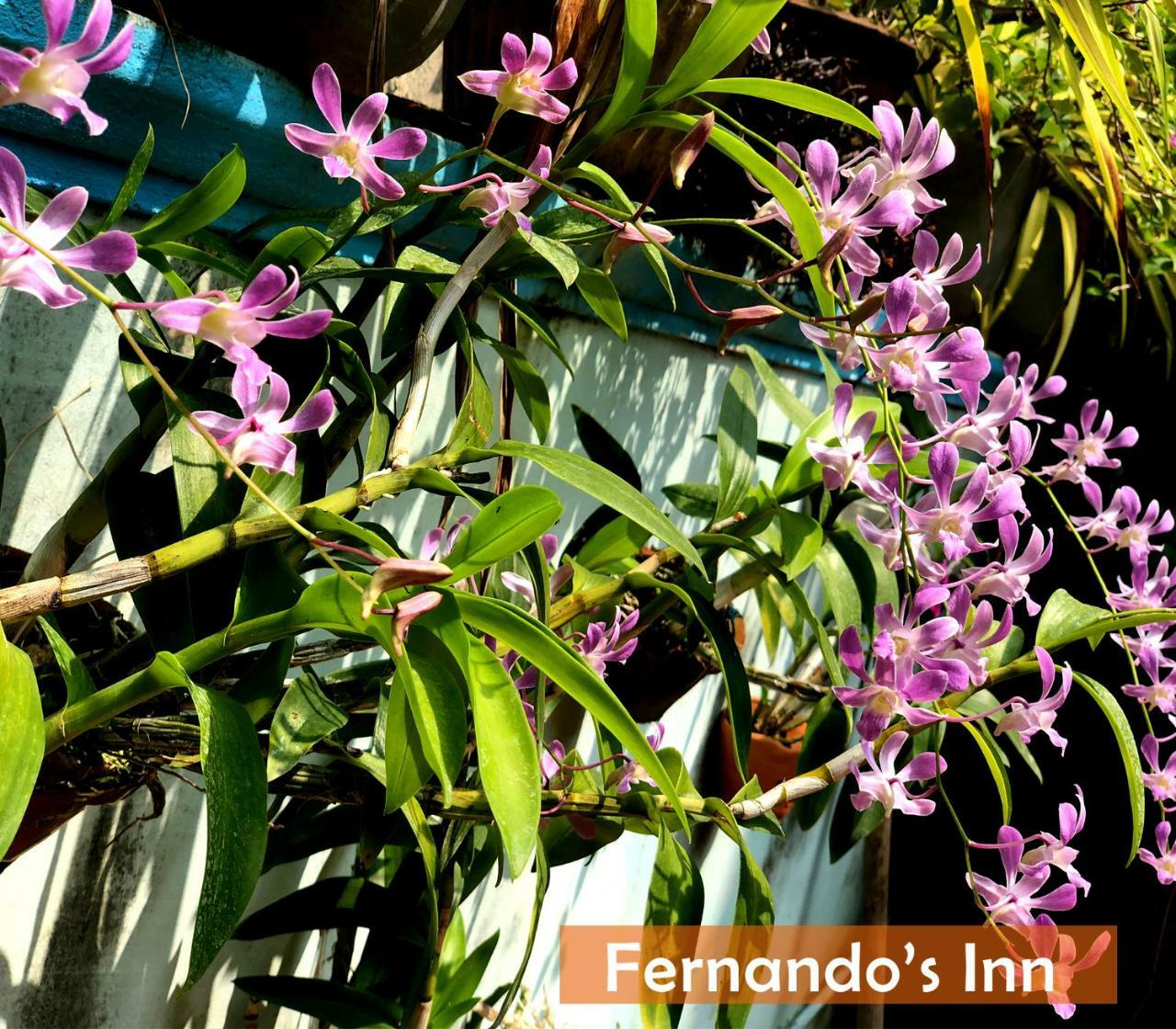 Fernando'S Inn Negombo Exterior photo